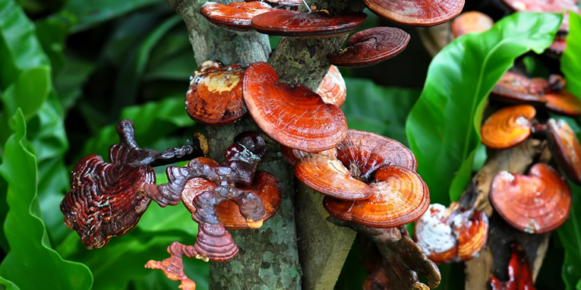 5-health-benefits-of-reishi-mushrooms