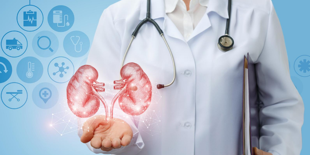 Astragalus-health-benefits:-Improve-kidney-function