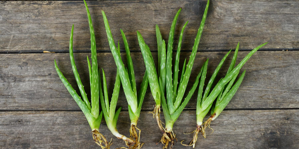 Foods-that-are-natural-laxatives:-Aloe