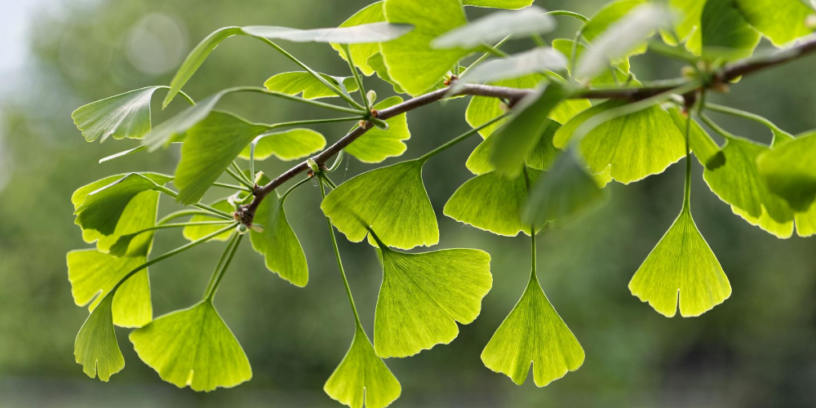 5-Ginkgo-benefits-|-Herbal-brain-tonic-from-thousands-of-years