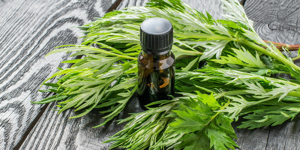 Best-neck-pain-relief-naturally:-Use mugwort-essential-oil