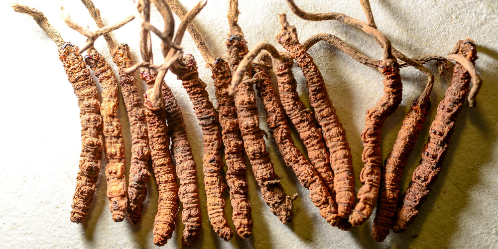 5-Cordyceps-health-benefits-|-Divine-medicine-comes-from-the-snowy-mountains-of-Tibet