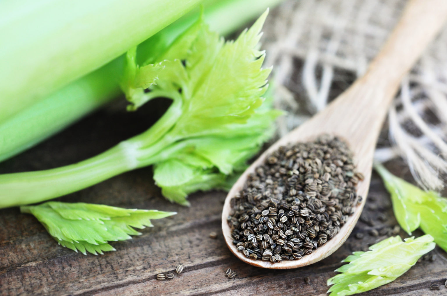 Top 5 celery seeds benefits Herb help relieve gout pain effectively