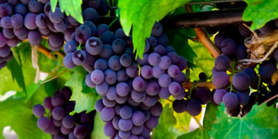 Top-4-health-benefits-of-grapeseed-oil