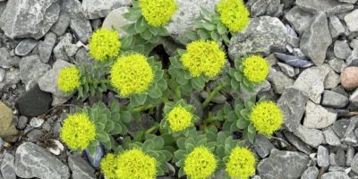 Top-4-benefits-of-Rhodiola-Rosea-|-Herb-helps-to-restore-physical-energy