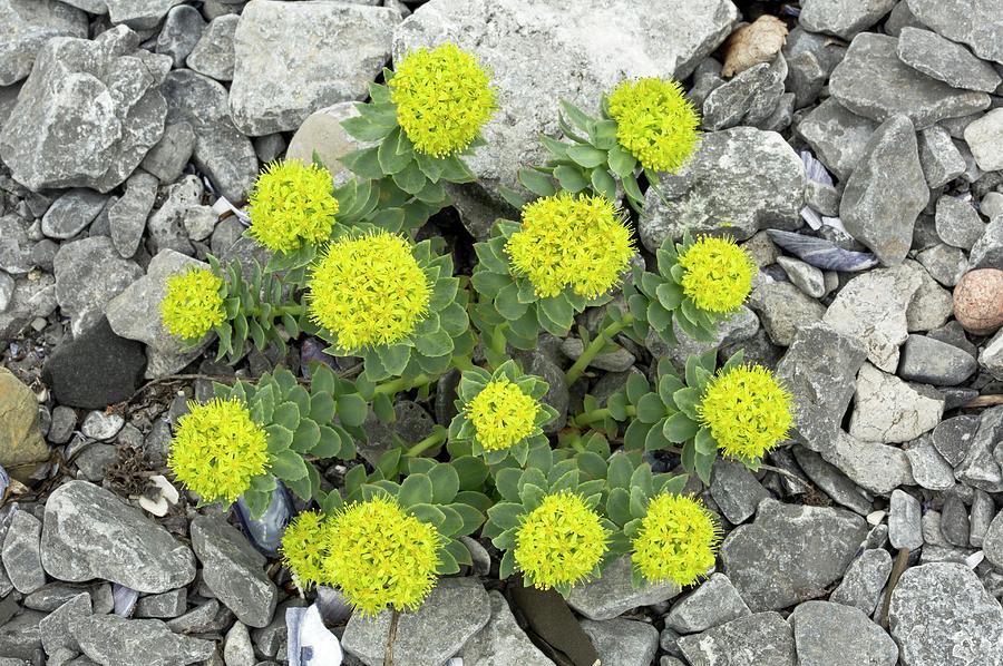 Top-4-benefits-of-Rhodiola-Rosea-|-Herb-helps-to-restore-physical-energy