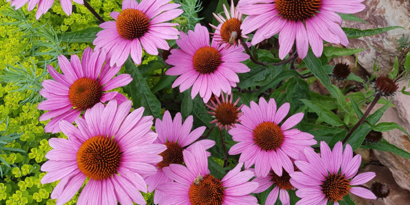 Top-5-health-benefits-of-Echinacea-|-Precious-herb-helps-strengthen-the-immune-system