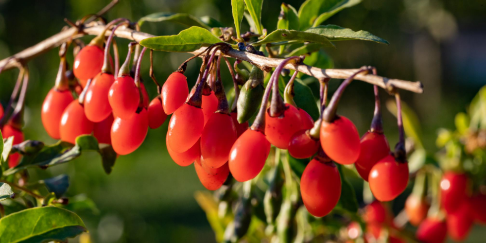 Top-5-goji-berries-health-benefits-|-Precious-herbal-for-thousands-of-years
