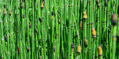 Top-horsetail-benefits-|-Miraculous-beauty-secrets-from-nature
