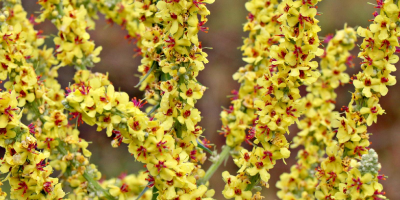 Top-3-health-benefits-of-mullein-|-Herb-fight-infections-and-inflammation