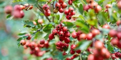 Top-hawthorn-health-benefits-|-A-tonic-to-treat-cardiovascular-diseases