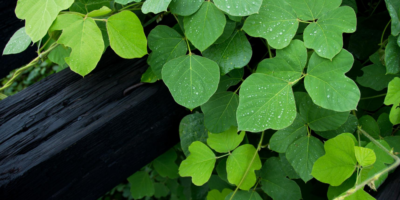 Top-3-Kudzu-health-benefits-|-The-herb-reduce-the-harmful-effects-of-alcohol