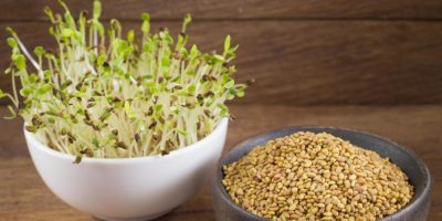 Top-6-Alfalfa-health-benefits-|-The-most-nutritious-grass-species