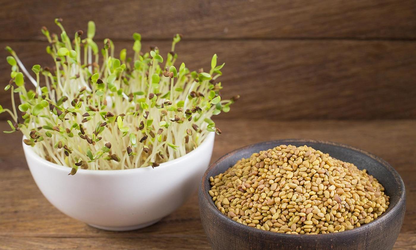 Top Alfalfa Health Benefits The Most Nutritious Grass Species Healthandlife