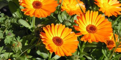 Top-calendula-flower-benefits