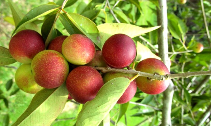 Top-Camu-Camu-benefits-|-The-herb-called-a-superfood
