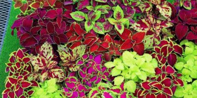 Top-4-coleus-health-benefits-|-Herbal-contains-essential-oils-for-coughing