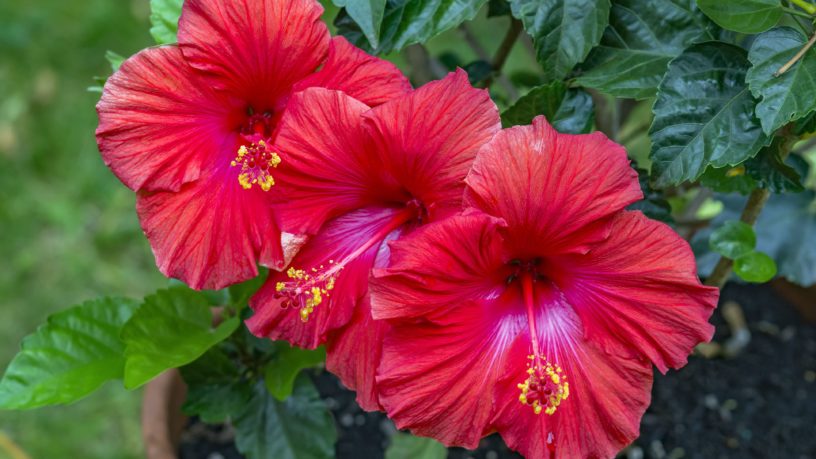 Top-5-hibiscus-flower-benefits-|-The-herb-for-the-girl-who-loves-tea