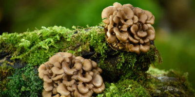 Top-4-Maitake-mushroom-health-benefits-|-The-food-is-trusted-by-cancer-patients