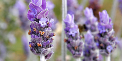 Top-4-lavender-health-benefits-|-Not-just-the-famous-romantic-flower