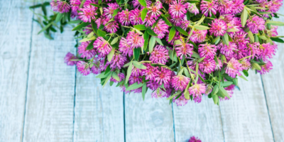 Top Red-Clover-benefits-|-The-herb-reduces-menopausal-symptoms