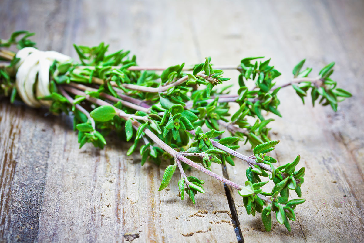 Top-4-Health-benefits-of-thyme-|-Herbal-from-Europe-for-respiratory-diseases