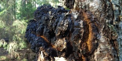 Top-5-benefits-of-chaga-mushroom-|-Miraculous-remedy-from-Russia