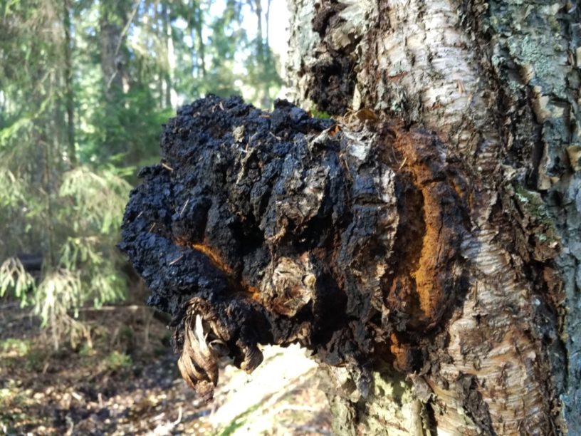 Top-5-benefits-of-chaga-mushroom-|-Miraculous-remedy-from-Russia