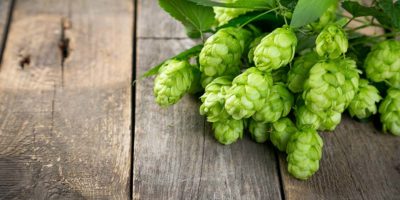 Top-4-Hops-benefits-|-The-flower-gives-German-beer-flavor-and-more
