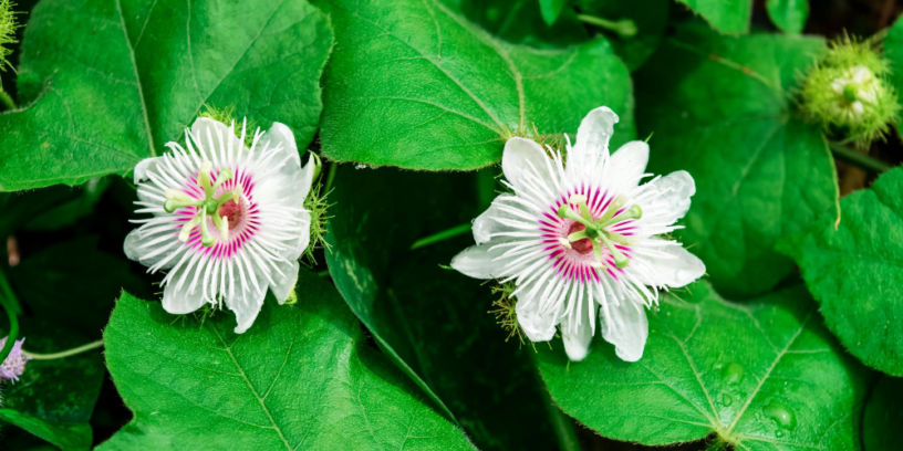 Top-passionflower-health-benefits-|-The-sacred-plants-help-relax-and-calm