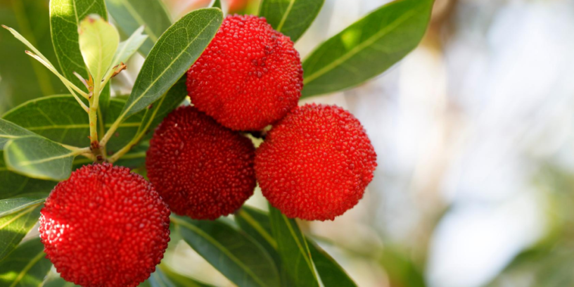 Top-4-Bayberry-health-benefits-|-Refreshing-herb-for-the-summer