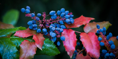 Top-4-Oregon-Grape-health-benefits-|-The-herb-that-makes-you-get-rid-of-psoriasis