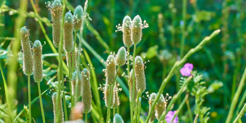Top-4-psyllium-benefits-|-The-herb-with-abundant-mucus