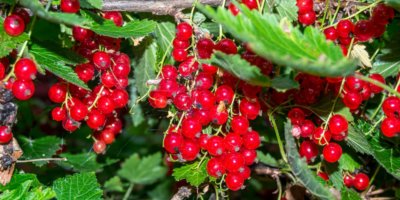 Top-5-Schisandra-health-benefits-|-The-conditioning-remedy-in-Chinese-medicine