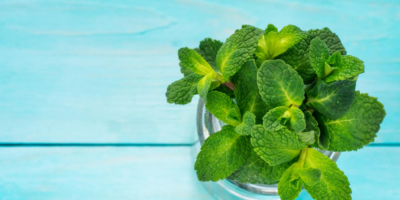 Top-6-Spearmint-health-benefits-|-The-important-commercial-herb