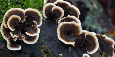 Top-turkey-tail-mushroom-benefits-|-The-precious-mushroom-for-cancer